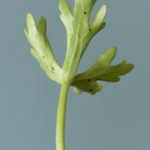 Photographie n°765102 du taxon Ranunculus sceleratus L.