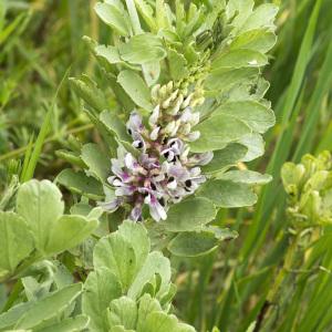  - Vicia faba var. minor Beck