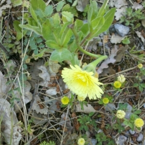 Photographie n°765142 du taxon Urospermum dalechampii (L.) Scop. ex F.W.Schmidt [1795]