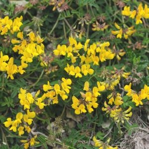 Photographie n°765317 du taxon Hippocrepis comosa L. [1753]