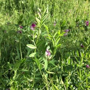 Photographie n°765328 du taxon Vicia sativa subsp. sativa 