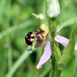 Photographie n°765334 du taxon Ophrys apifera Huds. [1762]