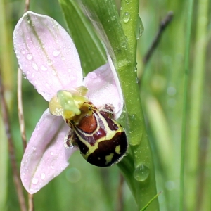 Photographie n°765335 du taxon Ophrys apifera Huds. [1762]