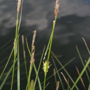 Photographie n°765545 du taxon Carex hirta L. [1753]