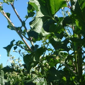 Photographie n°765645 du taxon Brassica napus L. [1753]