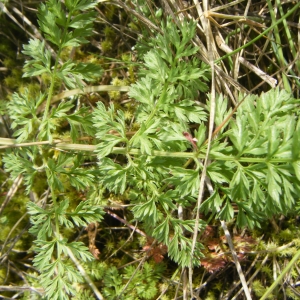 Photographie n°765706 du taxon Orlaya grandiflora (L.) Hoffm. [1814]