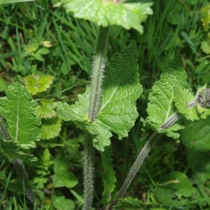 Photographie n°765737 du taxon Salvia verbenaca subsp. verbenaca 