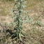  Liliane Roubaudi - Echium italicum L. [1753]