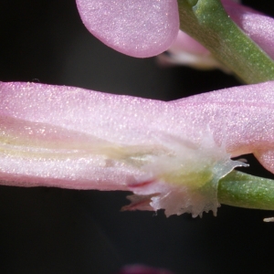 Photographie n°765798 du taxon Fumaria gaillardotii Boiss. [1867]