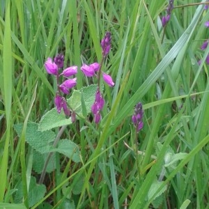 Photographie n°765806 du taxon Polygala vulgaris L. [1753]