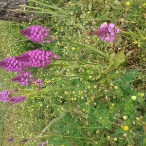 Photographie n°765826 du taxon Anacamptis pyramidalis (L.) Rich. [1817]