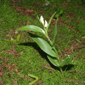 Photographie n°766097 du taxon Cephalanthera damasonium (Mill.) Druce [1906]