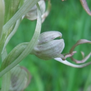 Photographie n°766115 du taxon Himantoglossum hircinum (L.) Spreng. [1826]