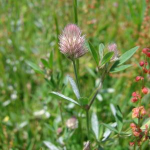 Photographie n°766118 du taxon Trifolium arvense L.