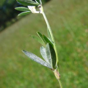 Photographie n°766120 du taxon Trifolium arvense L.