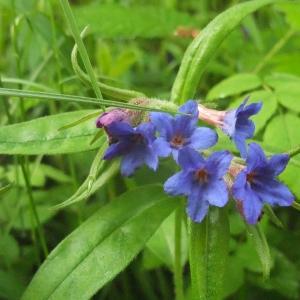 Photographie n°766186 du taxon Lithospermum purpurocaeruleum L. [1753]