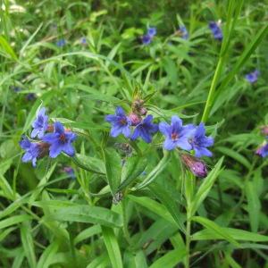 Photographie n°766192 du taxon Lithospermum purpurocaeruleum L. [1753]