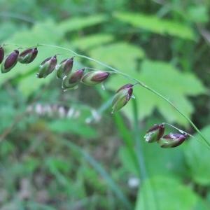 Photographie n°766202 du taxon Melica nutans L. [1753]