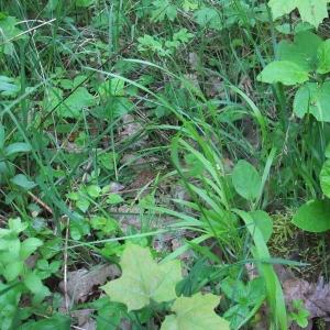 Photographie n°766206 du taxon Melica nutans L. [1753]