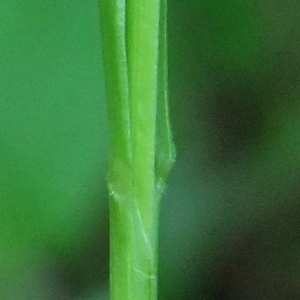 Photographie n°766208 du taxon Melica nutans L. [1753]