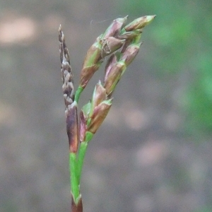 Photographie n°766272 du taxon Carex digitata L. [1753]