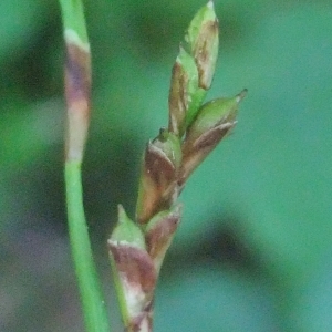 Photographie n°766273 du taxon Carex digitata L. [1753]