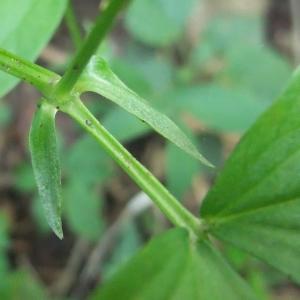 Photographie n°766295 du taxon Lathyrus vernus (L.) Bernh. [1800]