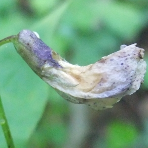 Photographie n°766300 du taxon Lathyrus vernus (L.) Bernh. [1800]