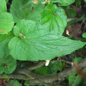 Photographie n°766314 du taxon Phyteuma spicatum L. [1753]