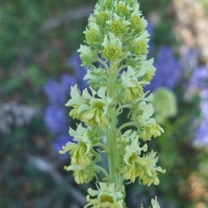 Photographie n°766397 du taxon Reseda lutea L. [1753]