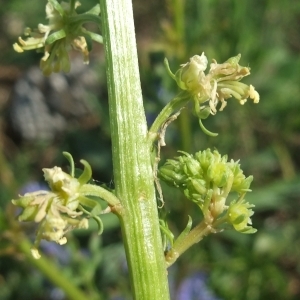 Photographie n°766403 du taxon Reseda lutea L. [1753]