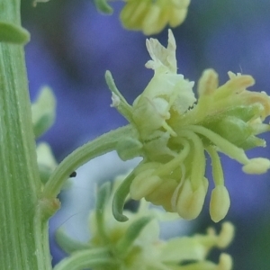 Photographie n°766406 du taxon Reseda lutea L. [1753]