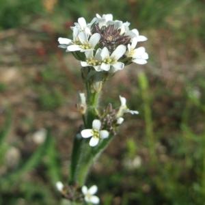 Photographie n°766426 du taxon Arabis hirsuta (L.) Scop. [1772]