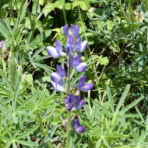 Photographie n°766723 du taxon Lupinus angustifolius L. [1753]