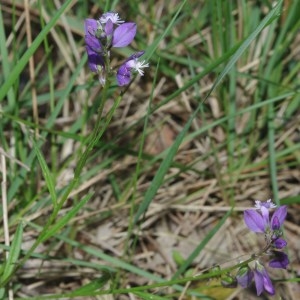 Photographie n°766953 du taxon Polygala vulgaris L. [1753]