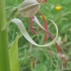 Photographie n°767032 du taxon Himantoglossum hircinum (L.) Spreng. [1826]