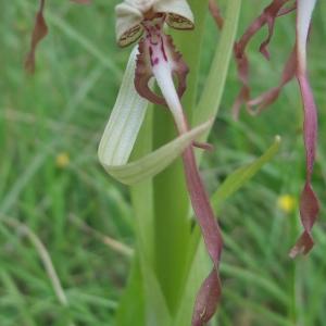 Photographie n°767034 du taxon Himantoglossum hircinum (L.) Spreng. [1826]