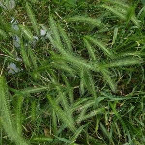 Photographie n°767178 du taxon Hordeum murinum L. [1753]