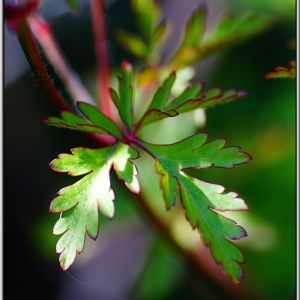 Photographie n°767343 du taxon Geranium robertianum L. [1753]