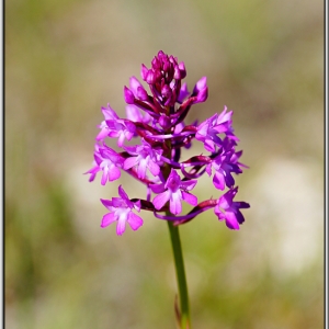 Photographie n°767351 du taxon Anacamptis pyramidalis (L.) Rich. [1817]