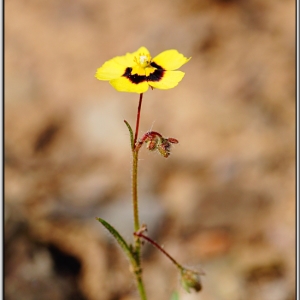 Photographie n°767354 du taxon Tuberaria guttata (L.) Fourr. [1868]