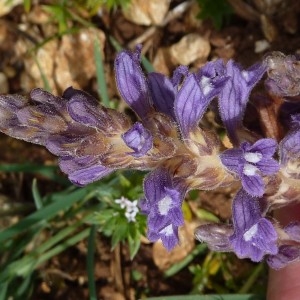 Photographie n°767368 du taxon Phelipanche ramosa (L.) Pomel [1874]