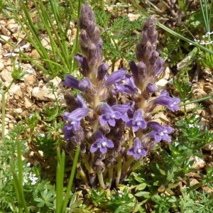 Photographie n°767369 du taxon Phelipanche ramosa (L.) Pomel [1874]