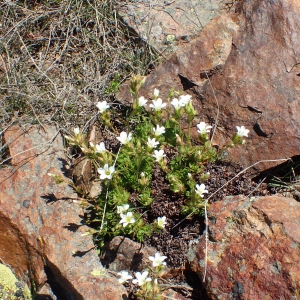 Photographie n°767552 du taxon Saxifraga cervicornis Viv. [1825]