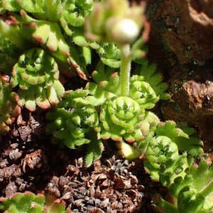 Photographie n°767553 du taxon Saxifraga cervicornis Viv. [1825]