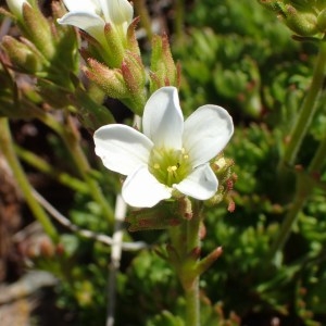 Photographie n°767554 du taxon Saxifraga cervicornis Viv. [1825]