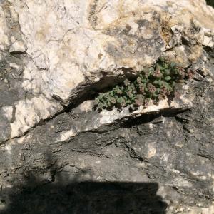 Photographie n°767648 du taxon Sedum dasyphyllum L. [1753]