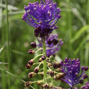 Photographie n°767680 du taxon Muscari comosum (L.) Mill. [1768]