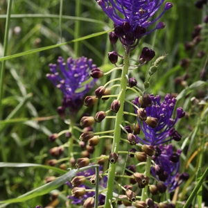 Photographie n°767682 du taxon Muscari comosum (L.) Mill. [1768]