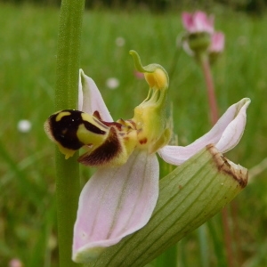 Photographie n°767766 du taxon Ophrys apifera Huds. [1762]